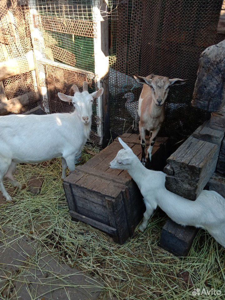 Продается коза с козлятами купить на Зозу.ру - фотография № 1