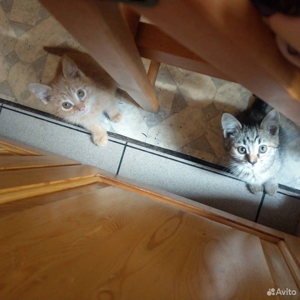 Кошка и кот купить на Зозу.ру - фотография № 3