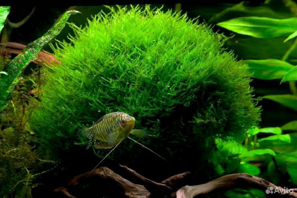 Продам аквариумные растения и рыбок купить на Зозу.ру - фотография № 1