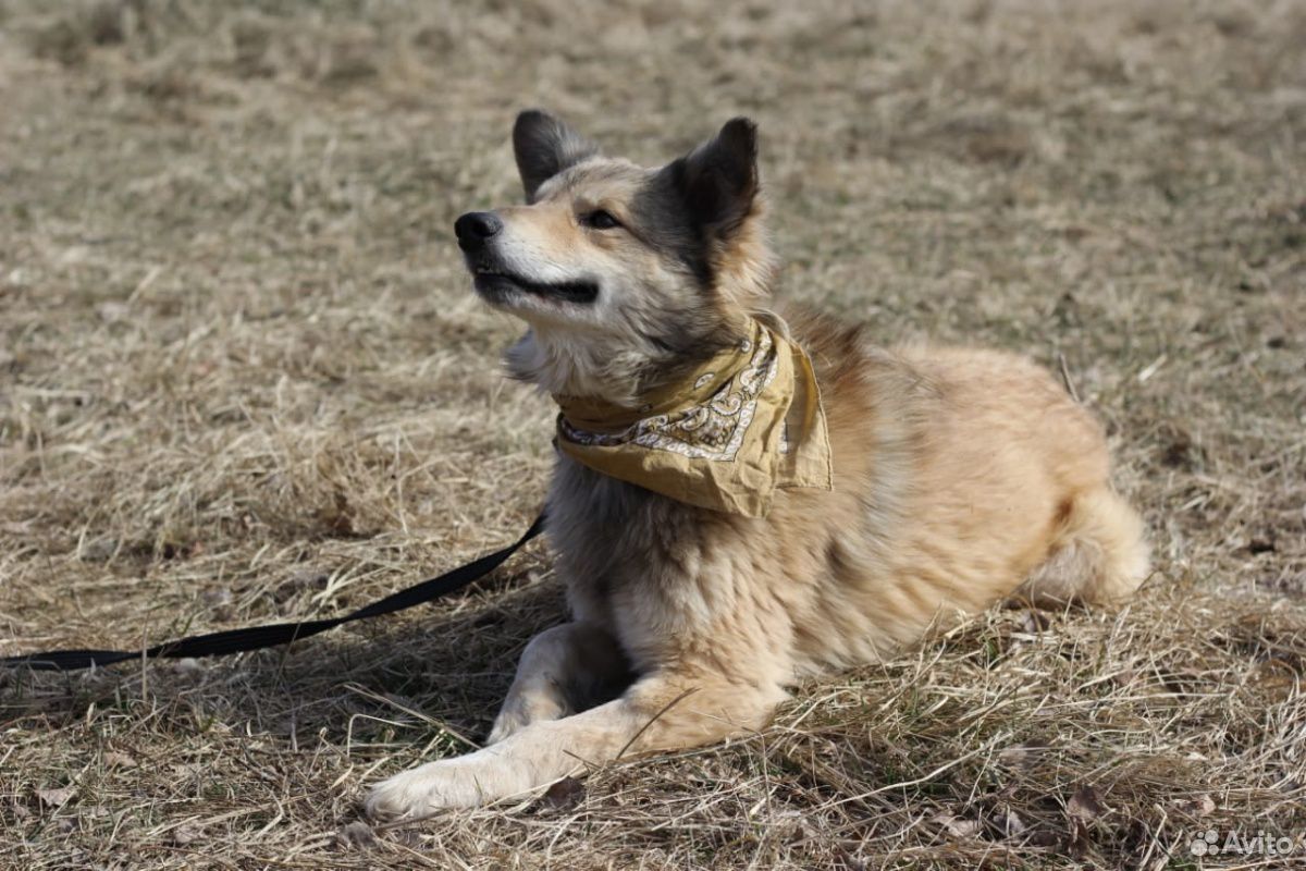 Собака из приюта ищет маму купить на Зозу.ру - фотография № 2