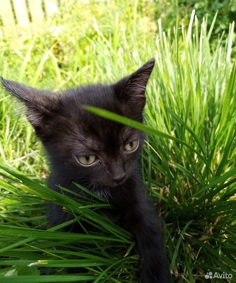 Счастливая черная кошка. Принесет вам удачу купить на Зозу.ру - фотография № 1