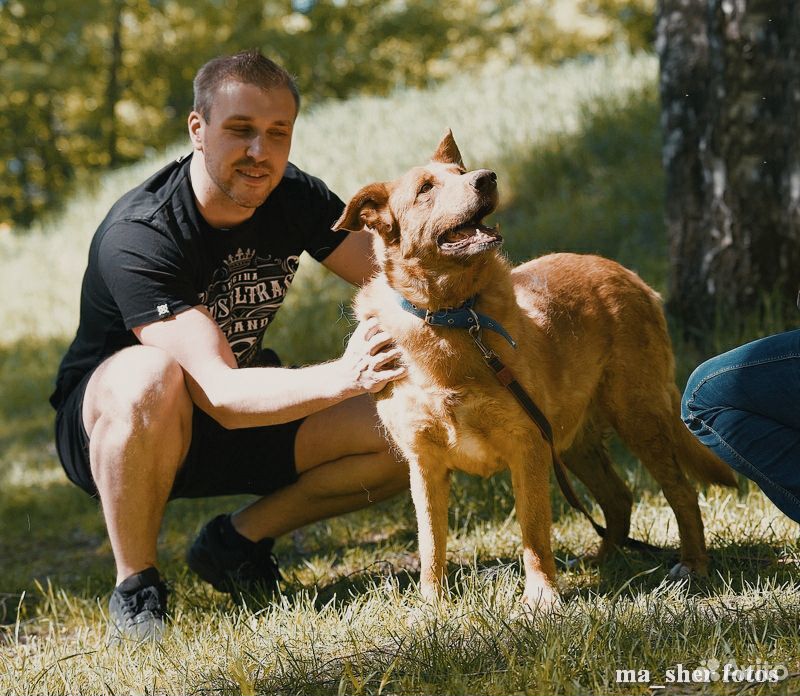 Трогательный пес Рыж из приюта ищет семью купить на Зозу.ру - фотография № 4