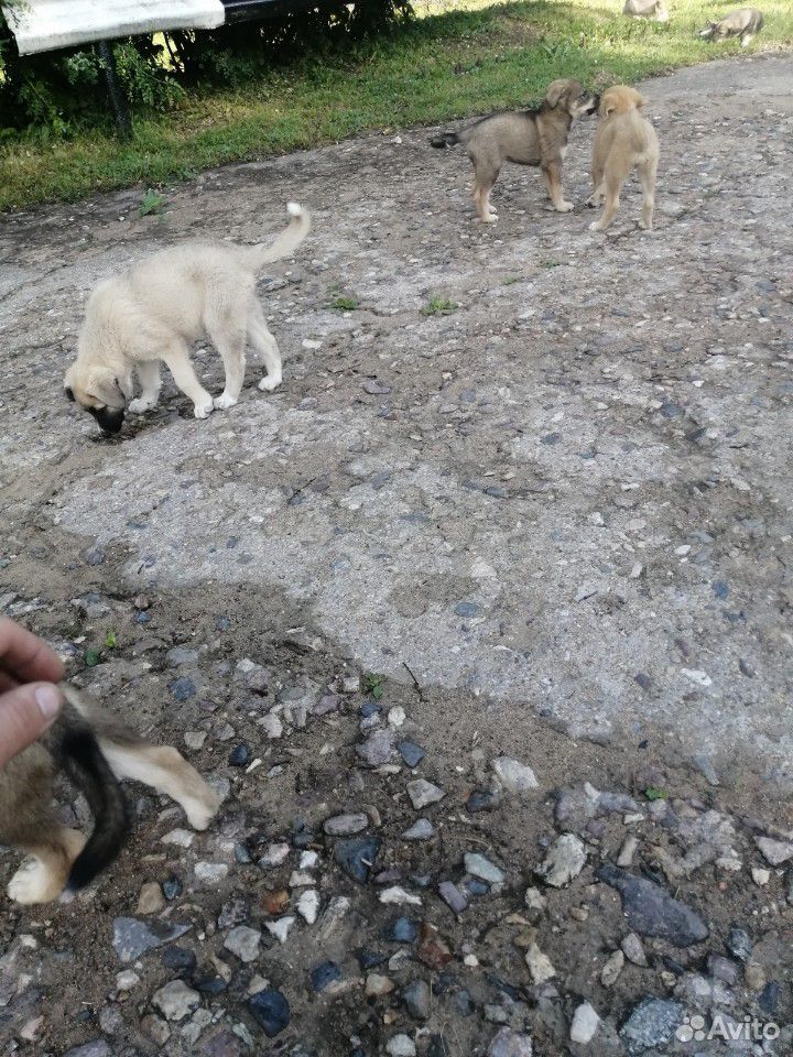 Смесь немецкой овчарки с дворнягой купить на Зозу.ру - фотография № 2