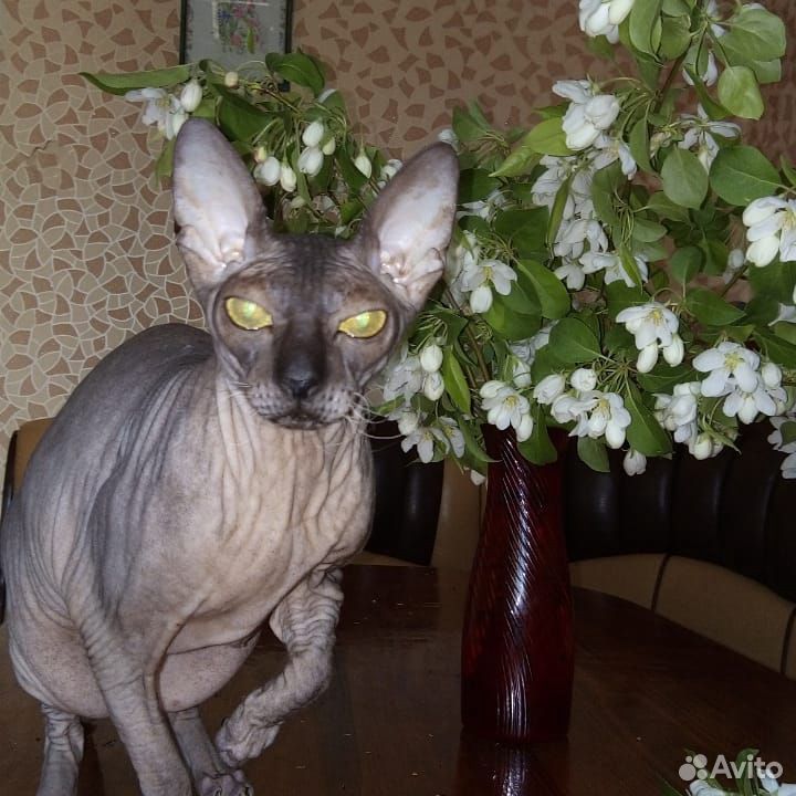 Потерялась кошка сфинкс купить на Зозу.ру - фотография № 3