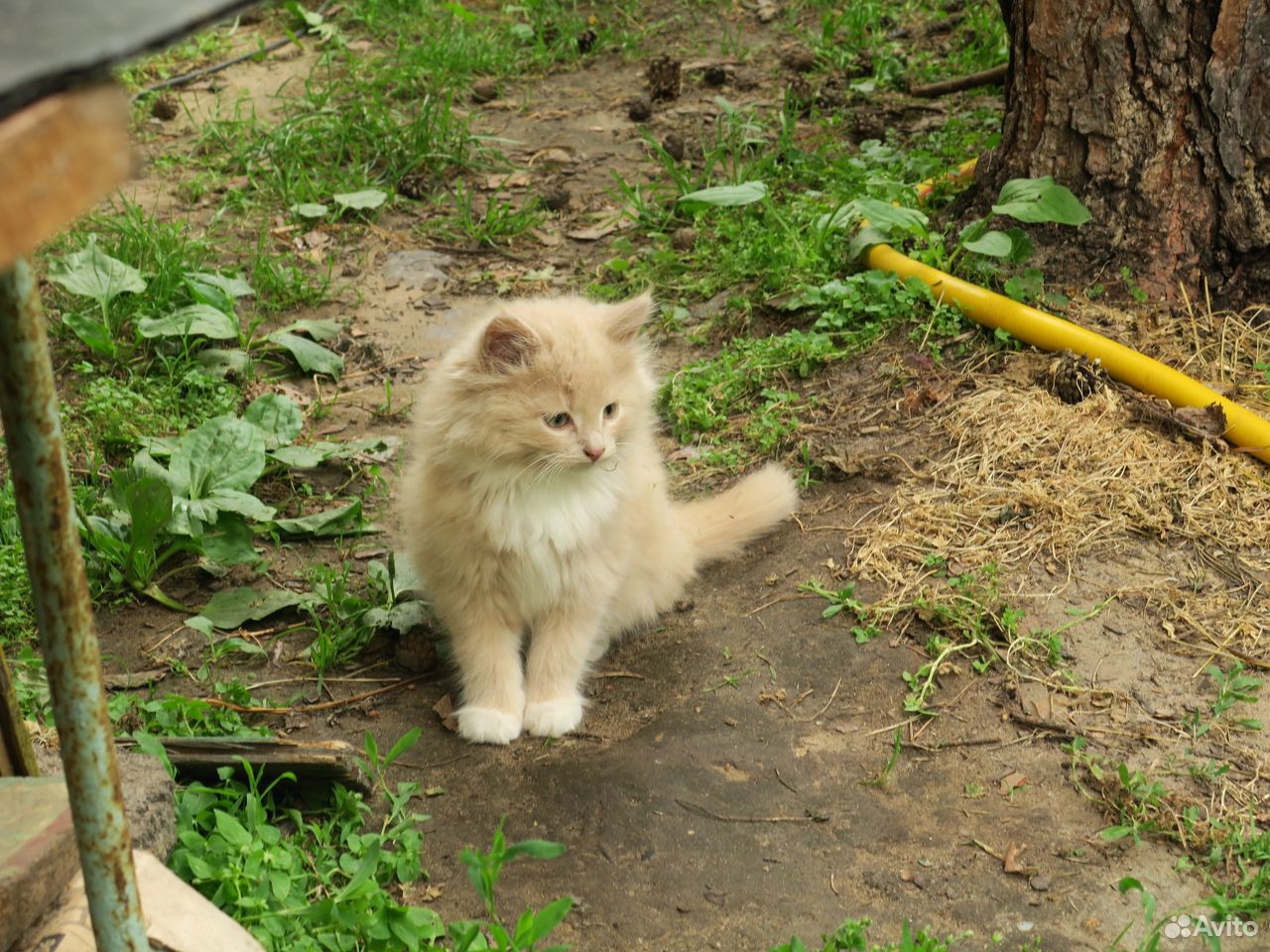 Отдаю двухмесячного котика в хорошие руки купить на Зозу.ру - фотография № 3