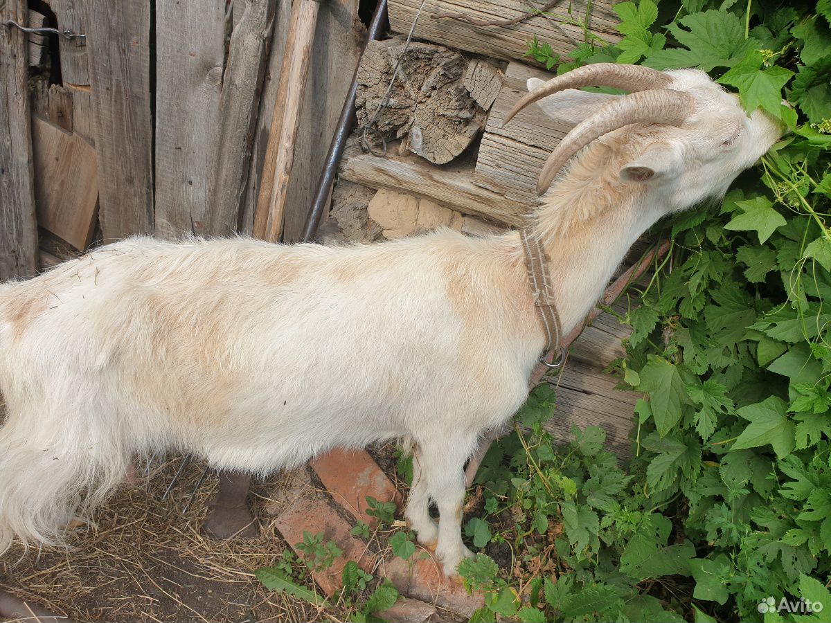 Молодые дойные козы мегрельской породы купить на Зозу.ру - фотография № 4