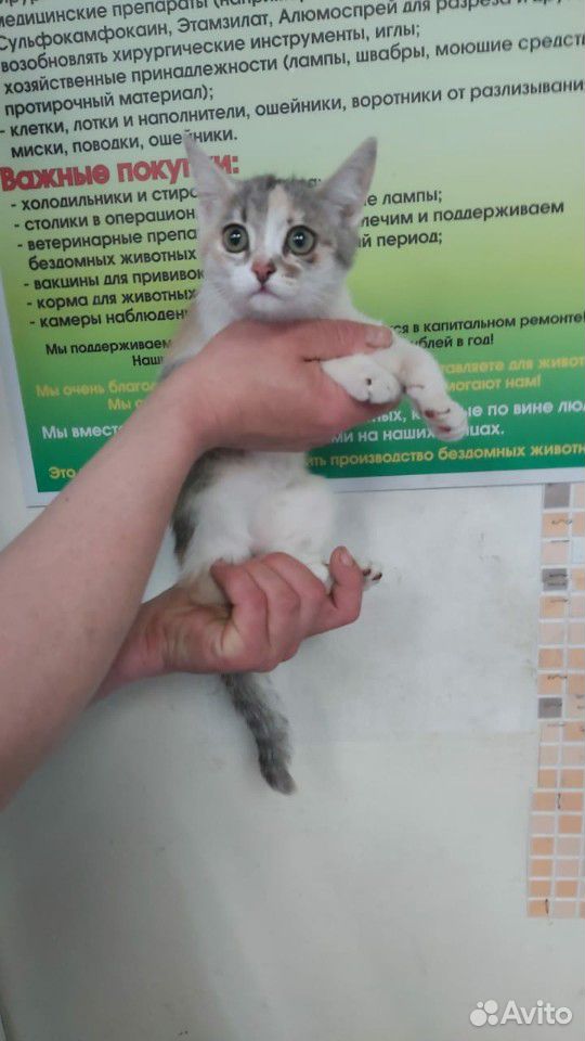 Котенок девочка стерилизована 3,5 месяца купить на Зозу.ру - фотография № 2