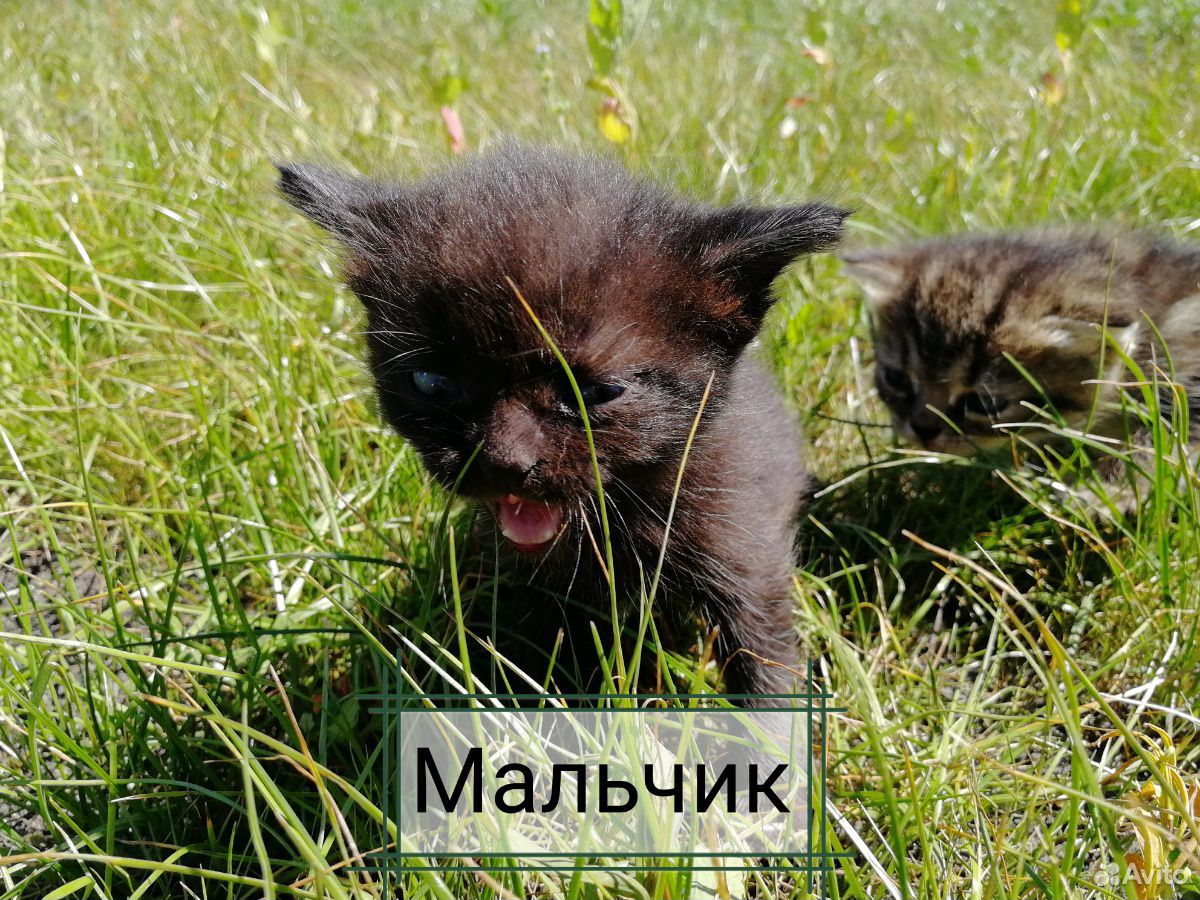 Котики в добрые руки купить на Зозу.ру - фотография № 3