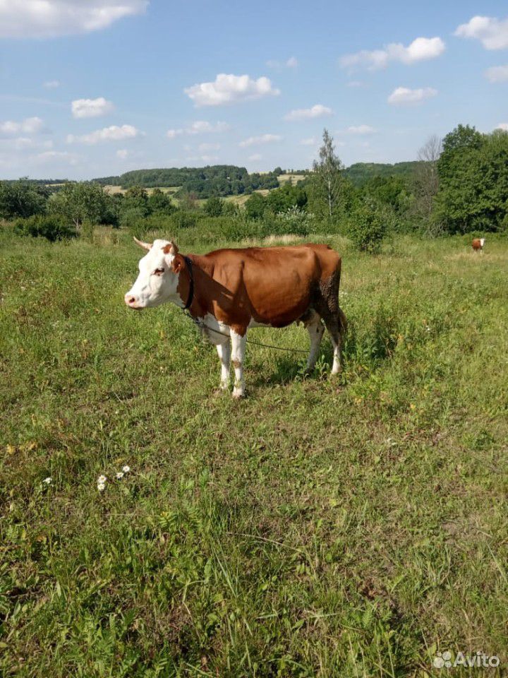 Продам корову и овец купить на Зозу.ру - фотография № 2