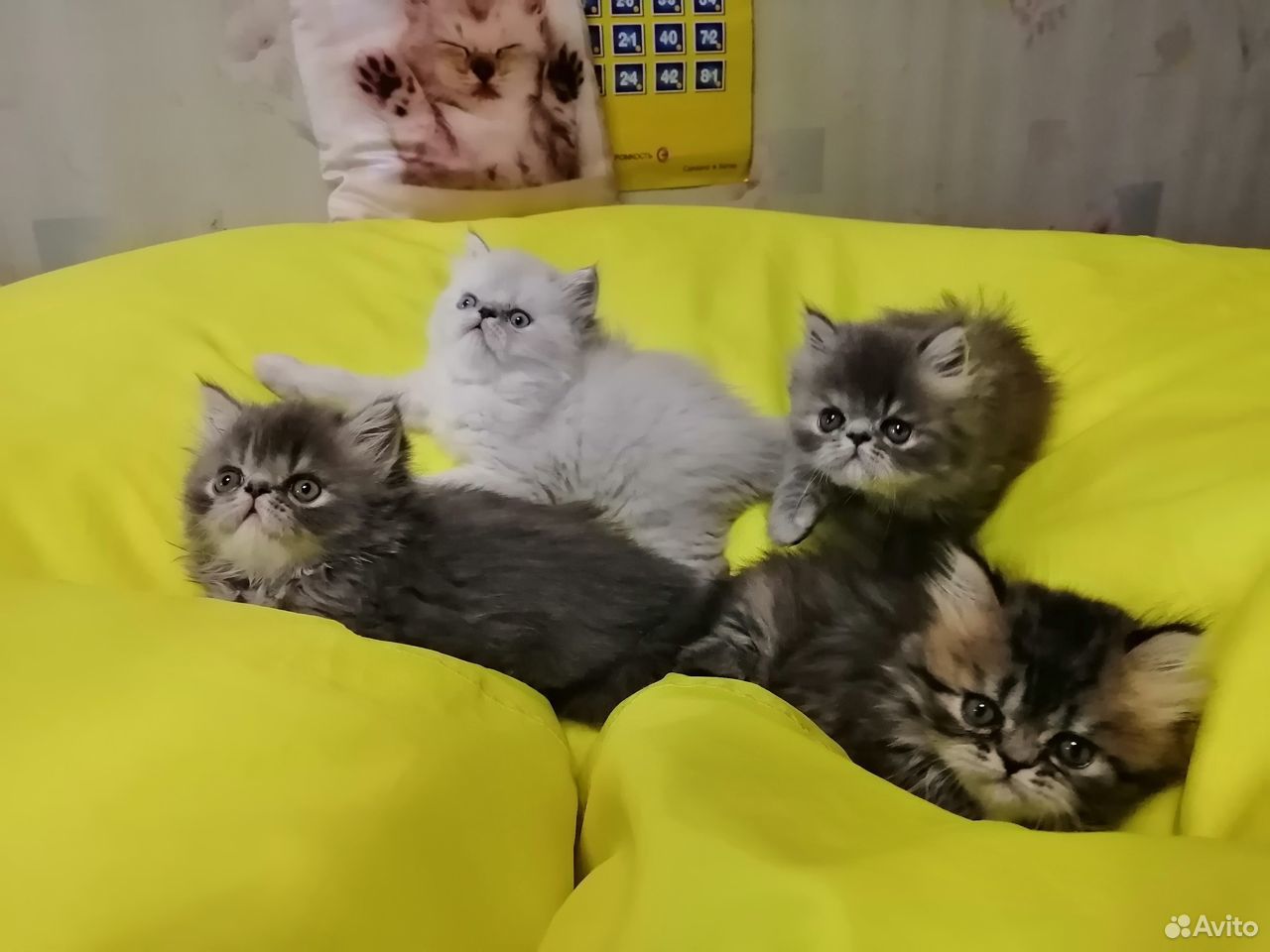 Персидские котята купить на Зозу.ру - фотография № 1