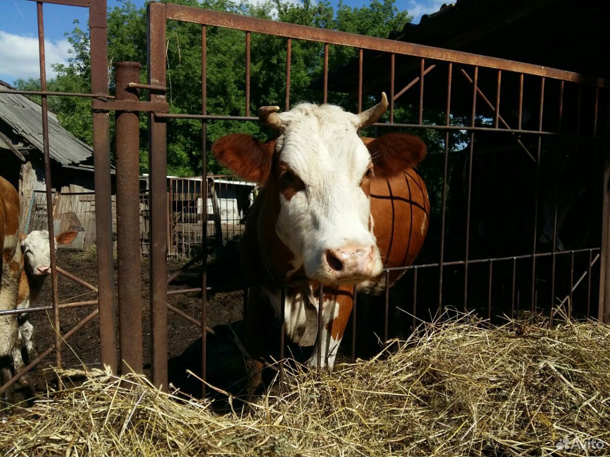 Продам корову телку купить на Зозу.ру - фотография № 3