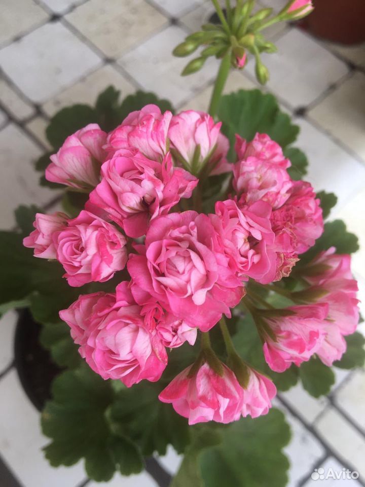 Розебудная цветущая пеларгония купить на Зозу.ру - фотография № 1