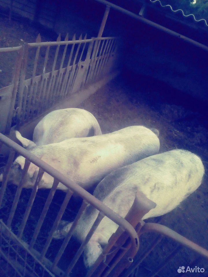 Три свиньи купить на Зозу.ру - фотография № 2