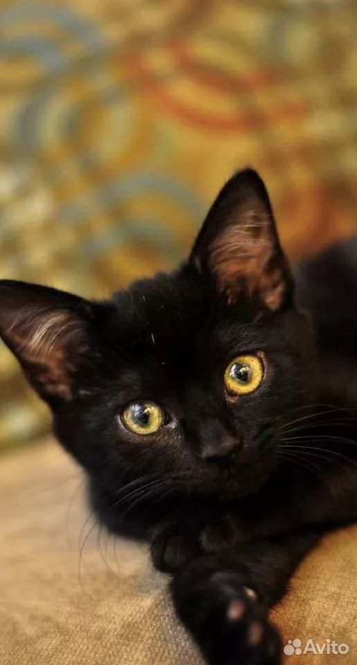 Черный котенок купить на Зозу.ру - фотография № 1