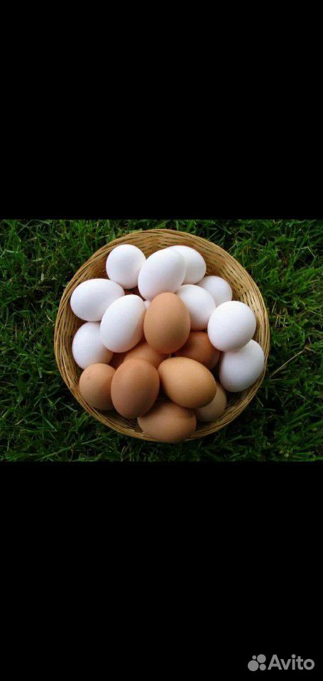 Продам домашнее куриное яйцо купить на Зозу.ру - фотография № 1