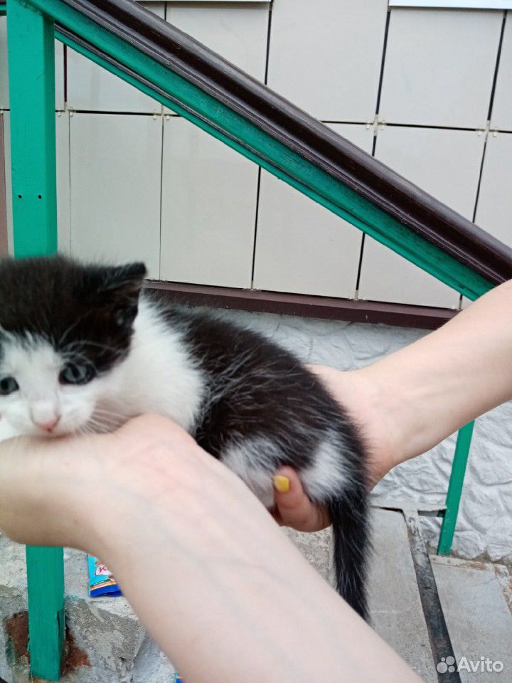 Котенок (котик) купить на Зозу.ру - фотография № 4