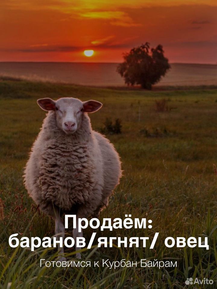 Бараны, овцы на Курбан-Байрам и другие цели купить на Зозу.ру - фотография № 1