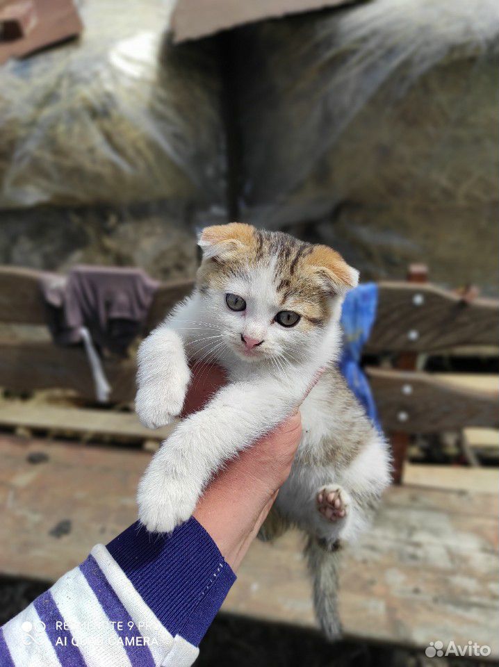 Трех цветный вислоухий кот купить на Зозу.ру - фотография № 2