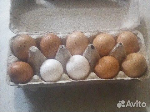 Яйца купить на Зозу.ру - фотография № 3