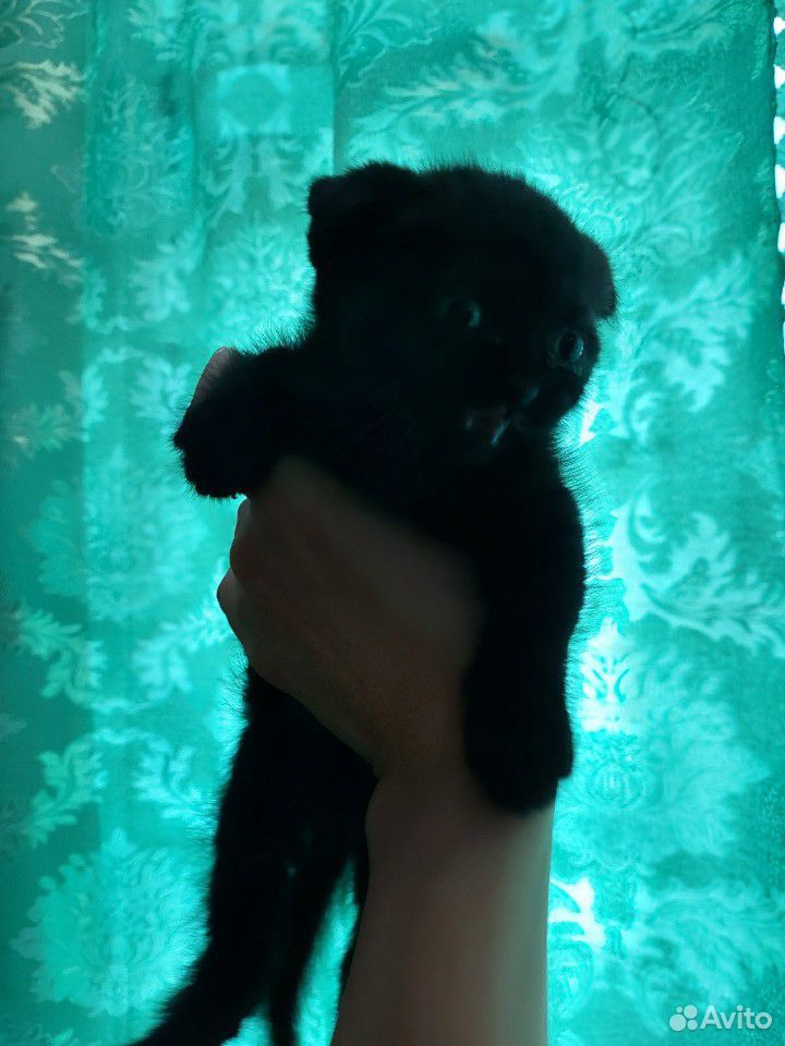 Котёнок девочка купить на Зозу.ру - фотография № 2