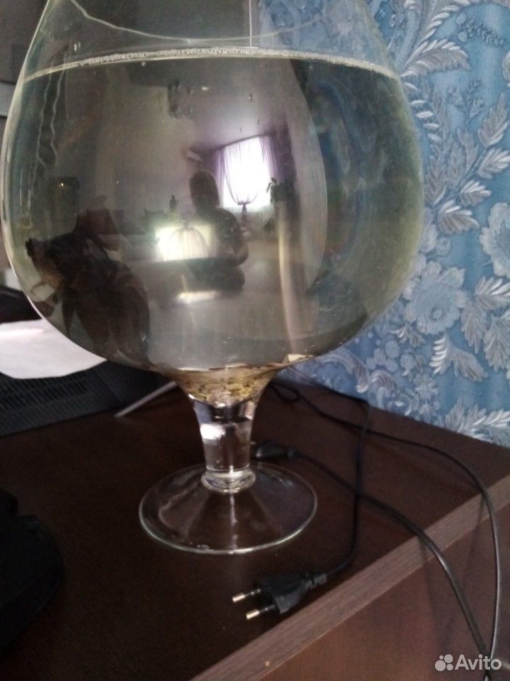 Аквариум рюмка с золотой рыбкой (телескоп) купить на Зозу.ру - фотография № 2