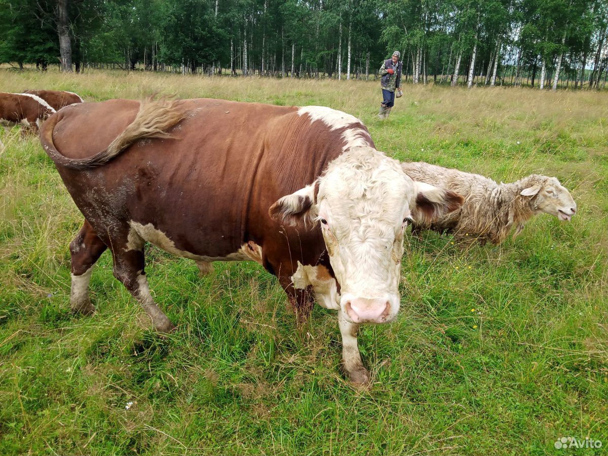 Бык и коровы с телятами на подсосе купить на Зозу.ру - фотография № 1