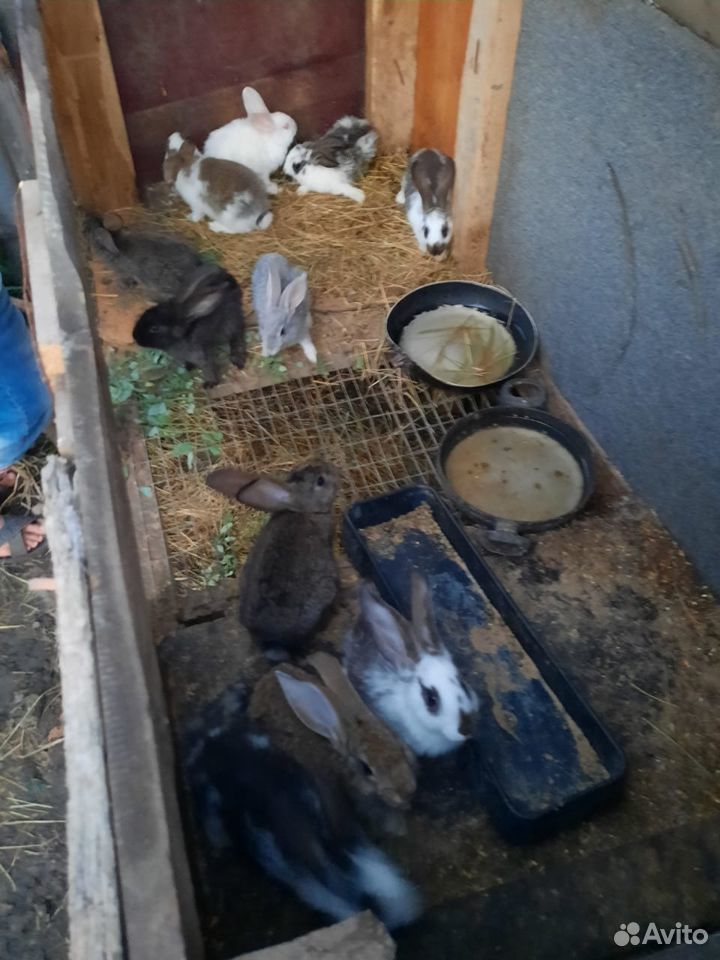 Продам крольчат 2,5 -3 месяца,смесь нпв с домашним купить на Зозу.ру - фотография № 1