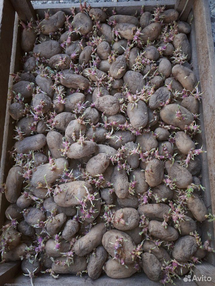 Семенной картофель для второго урожая купить на Зозу.ру - фотография № 5