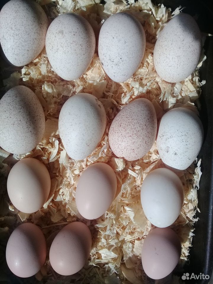 Яйца с/х птицы купить на Зозу.ру - фотография № 1