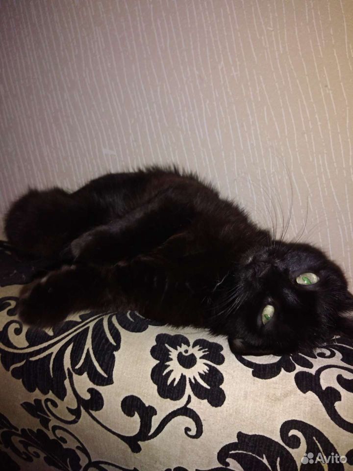 Чёрная кошка с зелёными глазами купить на Зозу.ру - фотография № 1