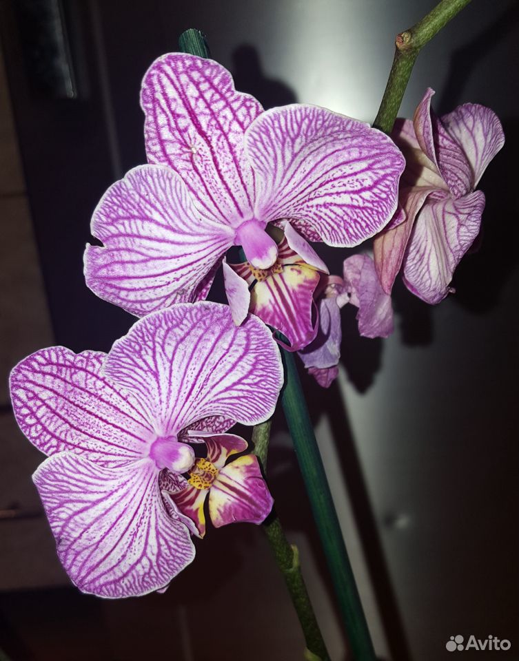 Орхидеи и антуриумы купить на Зозу.ру - фотография № 6