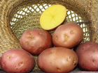 Картофель семенной Беллароза объявление продам