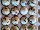 Инкубационное яйцо перепелов пароды Техасцев белых объявление продам