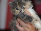 Котята от персидской кошки бесплатно объявление продам