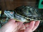 Краснаухие черепахи объявление продам