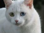 Красивый котик,котенок подросток объявление продам