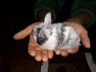 Карликовые вислоухие крольчата,продажа объявление продам