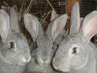 Продам кроликов породы советская шиншилла объявление продам