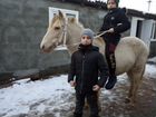 Монгольскый лошадь объявление продам
