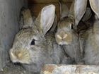 Кролики-Фландр, бабочка объявление продам