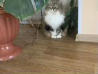 Красивая кошка шотландка объявление продам