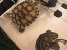 Черепахи объявление продам