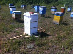 Продам пчелосемьи (пчел)
