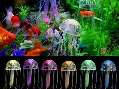 Медузы для аквариума