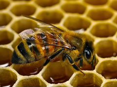 Пчелопакеты и пчелосемьи Карпатской породы