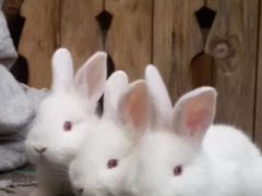 Кролики Французский Баран, нзб