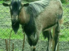 Семья альпийцев:коза+козочка+козел