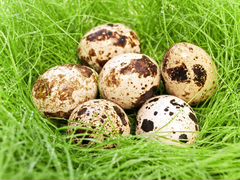 Инкубационные яйца перепелов разных парод
