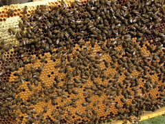Пчелосемьи,пчелопакеты порода Карника и Карпатка