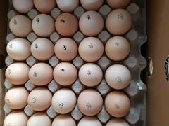 Бройлер импорт инкубационное яйцо